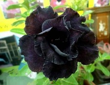 5 semi di Adenium obesum BLACK