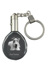 Fox Terrier Pelo Duro , Jack
