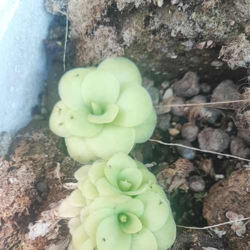 Pinguicula tina - pinguicula,