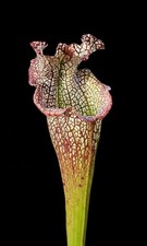 Sarracenia Leucophylla Bocaza