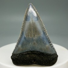 Dente di squalo fossile di