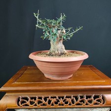 PRE BONSAI SHOIN DI OLIVASTRO