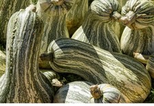 Zucca a righe verdi Cushaw 10