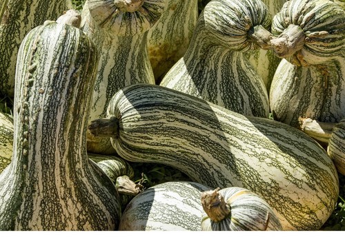 Zucca righe verdi cushaw - righe,