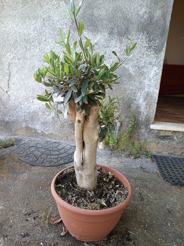 Ulivo bonsai vaso - vaso,