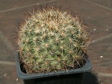 Pediocactus simpsonii SN 1122