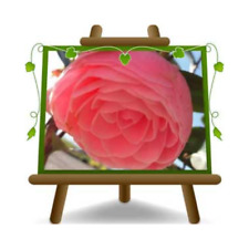 Camelia Japonica Rosa