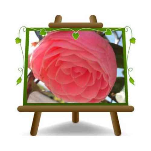 Camelia japonica rosa - japonica,