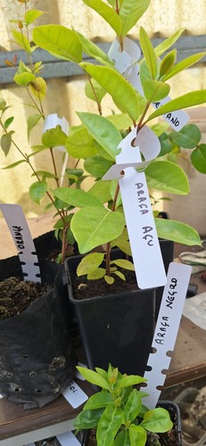 Psidium robustum araça açu - psidium,