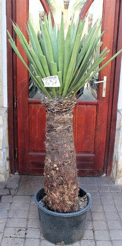 Yucca faxoniana dal - , messico