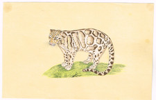 Animale Miniatura Dipinto Di