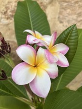 Plumeria PIANTA  35 - 40l Cm