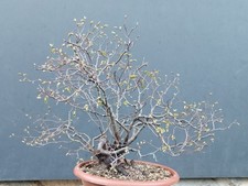 Bonsai Olmo Campestre 45x12cm