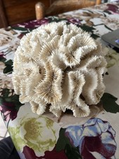 Corallo Bianco, Chiamato Anche
