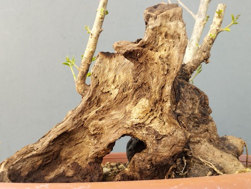 Bonsai olivastro 25x22cm - bonsai, in