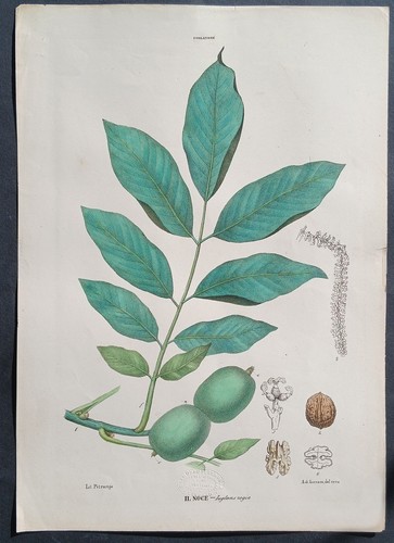 Stampa antica petraroja - petraroja, noce