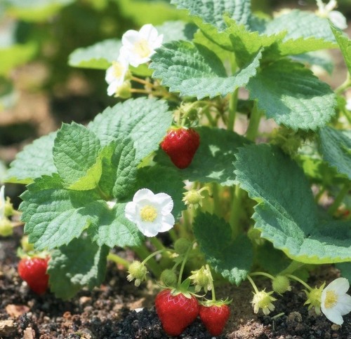 Set piante fragola 8 - 🍓,
