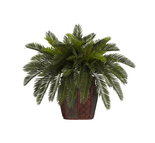 Cycas doppia quasi - , naturale