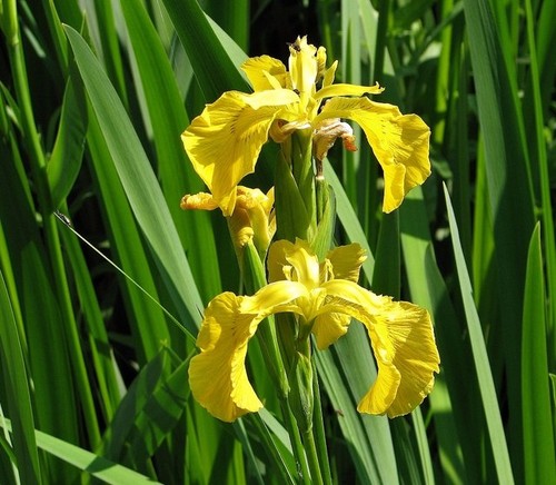 Photo 6x4 yellow iris - 6x4, (iris