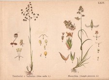 FIORI Tamburini o ballerine - Mazzolina STAMPA ANTICA BOTANICA del 1910