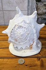 Grande conchiglia di strombo naturale – Pezzo unico per collezione e arredo..