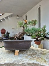 Bonsai di Pino Bianco Giapponese (Pinus pentaphylla)