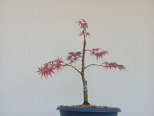 Bonsai acero palmato - bonsai, gwen's