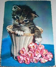 KITTEN inside wicker basket -