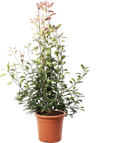 Photinia fraseri red - photinia,