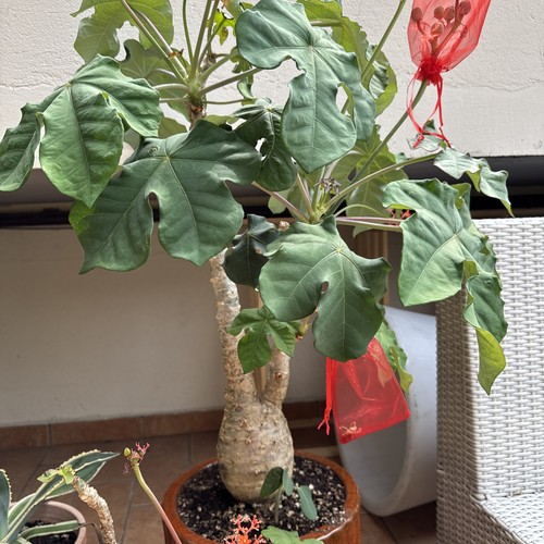 Jatropha podagrica - jatropha,