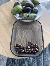 15 SEMI ALBERO DA FRUTTO ZAMPA