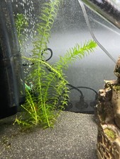 2 PIANTE Egeria Densa, Pianta Per Acquario A Crescita Rapida, Stack Di Talee