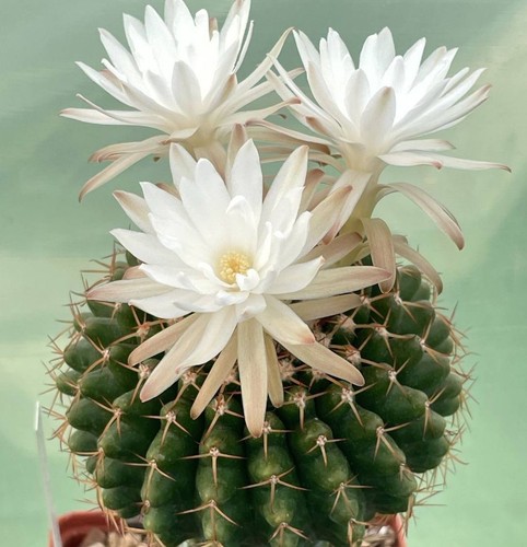Discocactus mamillosus semi - discocactus,