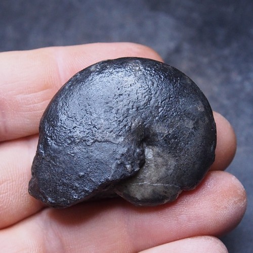 Lotto fossili minerali