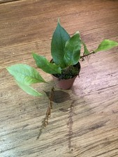 Microsorum linguisforme rara