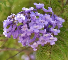Jacaranda mimosifolia | Jacaranda blu | Felce - Jacaranda blu | Felce