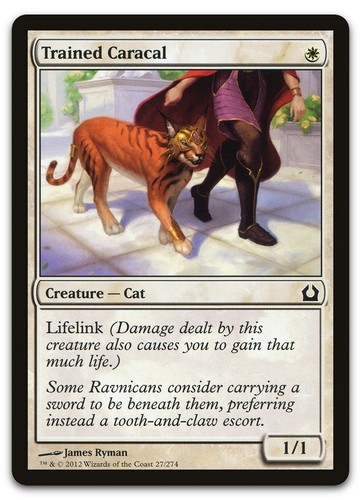 Trained caracal - trained,