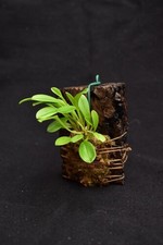 Orchidea Masdevallia ventricosa