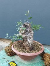 Bonsai Olivastro 17x30 In Vaso