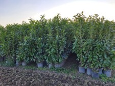 40 PIANTE DI LAURO CERASO