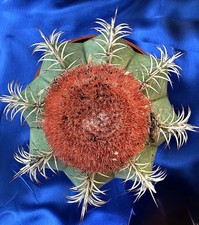 Melocactus matanzanus Vaso 12