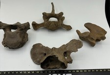 Ursus Spelaeus Grotta Vertebre