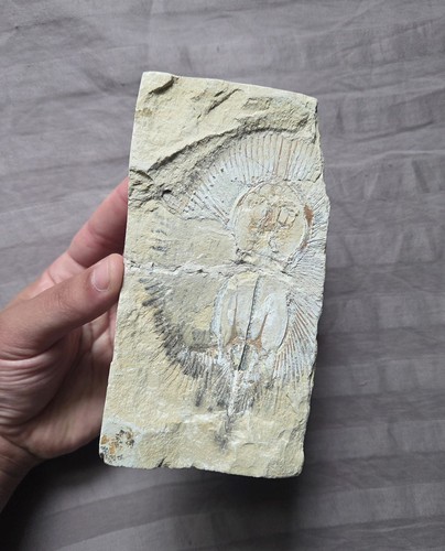 Raro pesce fossile - , cyclobatis