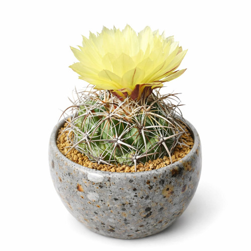 Coryphantha pycnacantha seeds - pycnacantha,