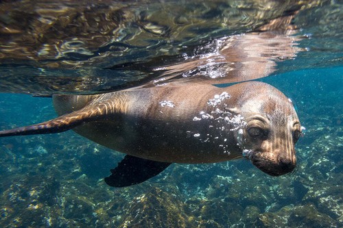 Bolle galapagos leone marino - galapagos,