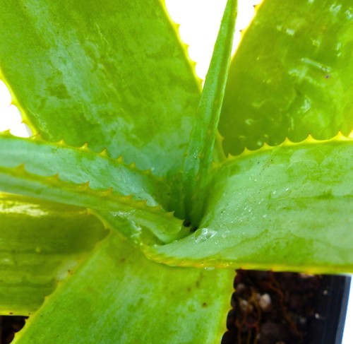 Aloe maroclada seeds - 10,