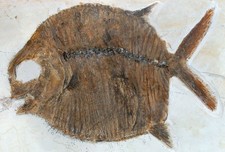 Malm Gyrodus macrophthalmus