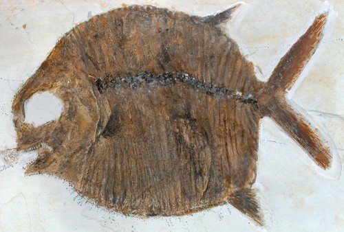 Malm gyrodus macrophthalmus - malm,