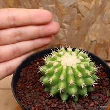 Echinocactus grusonii inermis