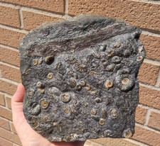 Rara piastra con ammoniti e legno fossile Giurassico -Lyme Regis -UK  